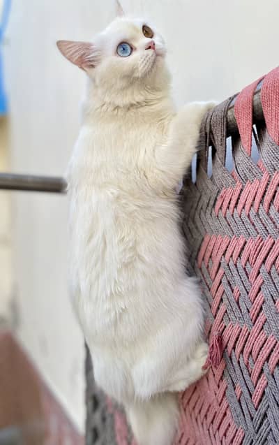 Persian doll face odd eye breeder cat