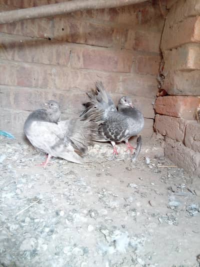 pure lucky pigeons pair