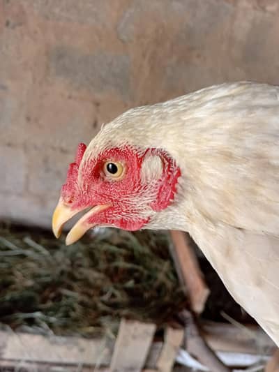 beautiful and healthy bird