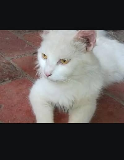 percian cat for sale