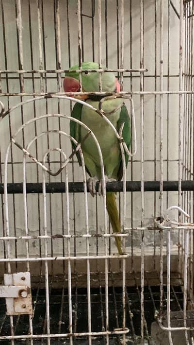 Raw male parrot with cage