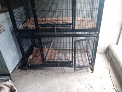 parott+dogg+ cage