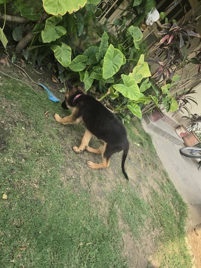 Germen Shepherd Puppy