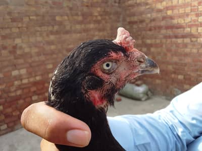 Aseel hens for sale