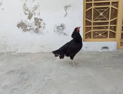 Aseel hens for sale