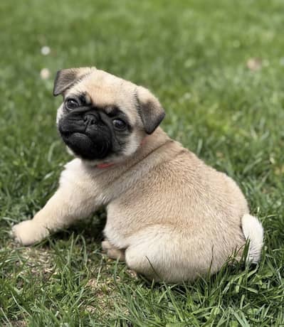 Pug Puppy available for new home