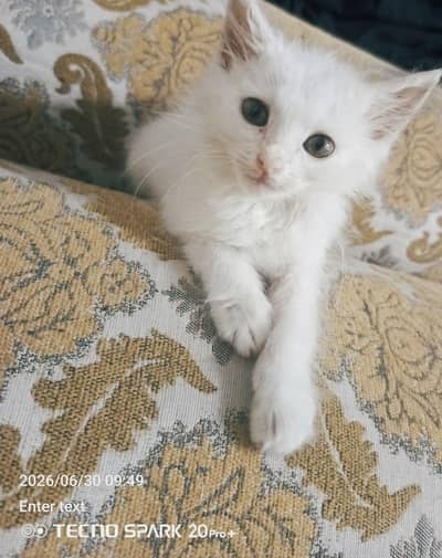 Persian cat Kitten