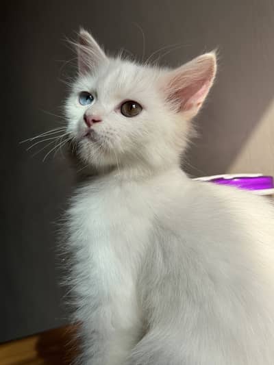 Persian Kitten For Sale
