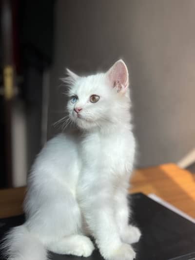 Persian Kitten For Sale