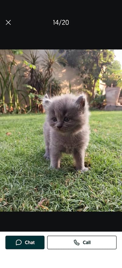 Persian grey kitten for sale