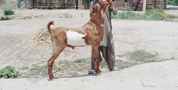 Desi Bakra Urgent For Sale call _+03262867305