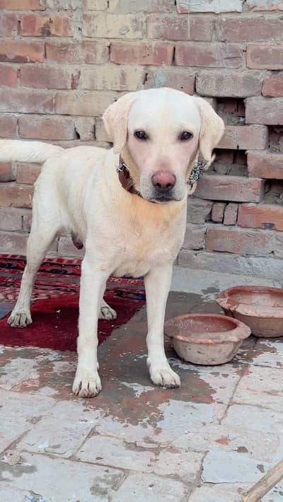 Labrador male for sale , exchange and stud (mating)