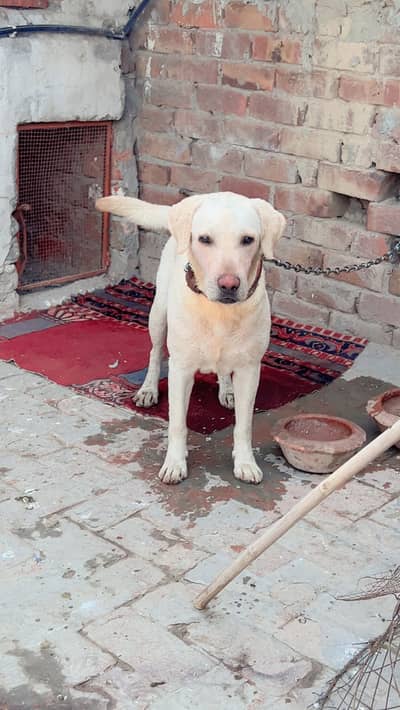 Labrador male for sale , exchange and stud (mating)