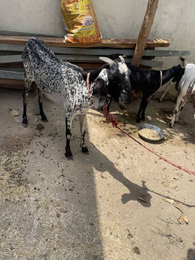 achi nasal ki bakri hy . hamary pass 3 suwe ho gaye hain .
