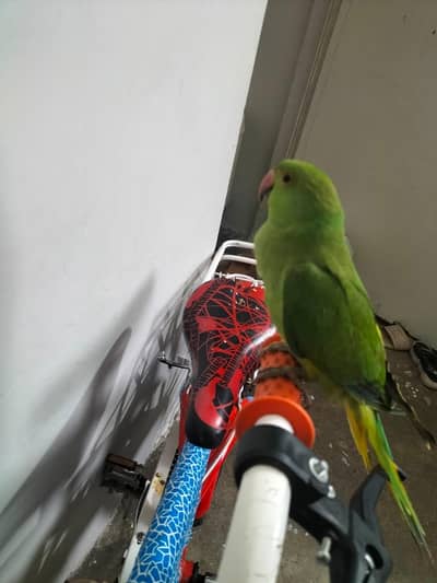 urgent sale karna