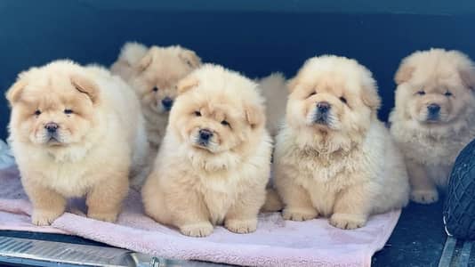 Chow Chow available for new home