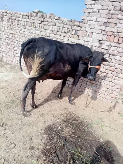 Walaiti Cross cow for sell