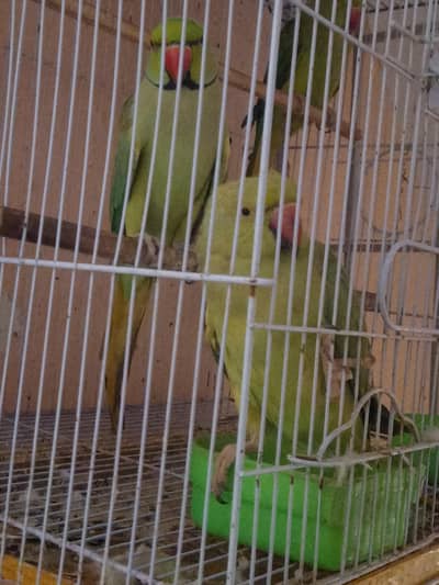 Ringnak pair talking karta Howa male female