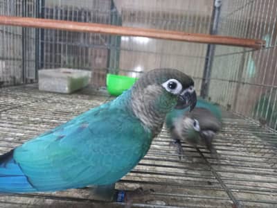 Blue turquoise/ torqouise bf-bc Conure pair available