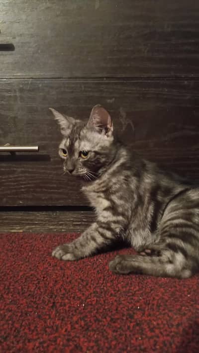 Kitten for sell (cross breed) contact no 03372429667