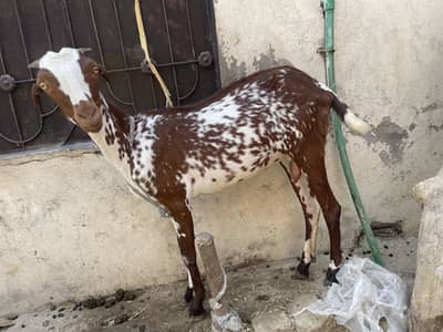 achi nasal ki bakri hy pehly suwa me 2 bakry diye hain