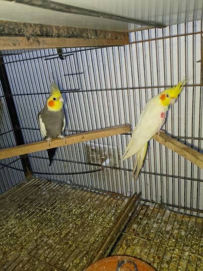 cocktail love birds