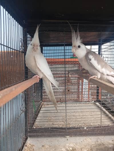 Pearl eno male and Eno female