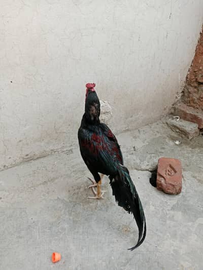 murgi n murga