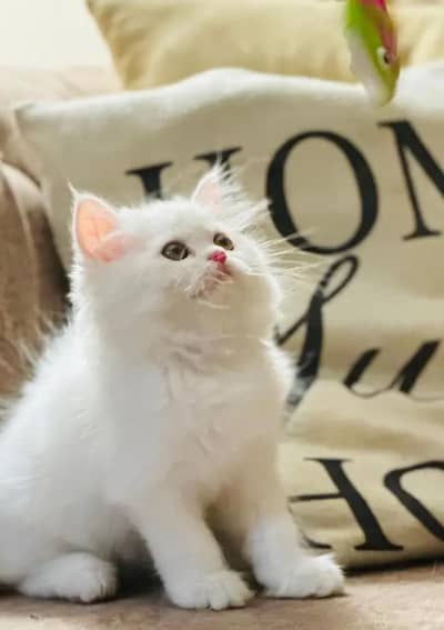 Persian cat & kitten for sale WhatsApp 0349//7613//682