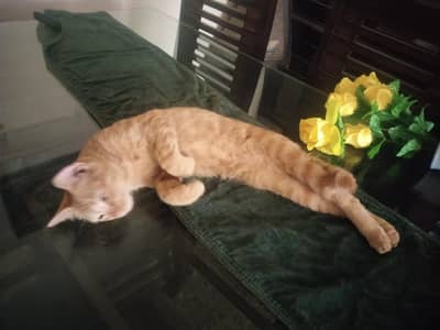 Beautiful Trained Male Cat