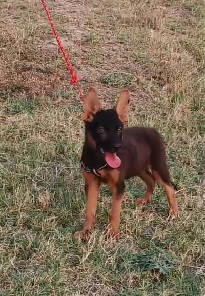 Garman Shapherd Female   03298202490