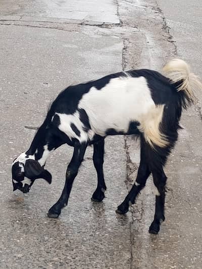 dasi goats ka pair ha 8 months ka ha Bhoot active or bahtreen