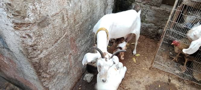 Hyderabadi tapri 0size 6 dant bacha ka sath