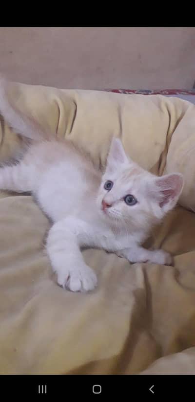 kittens for adoption no cost