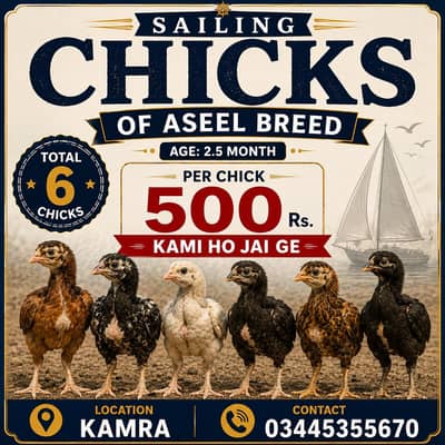 Desi Chicks for sale