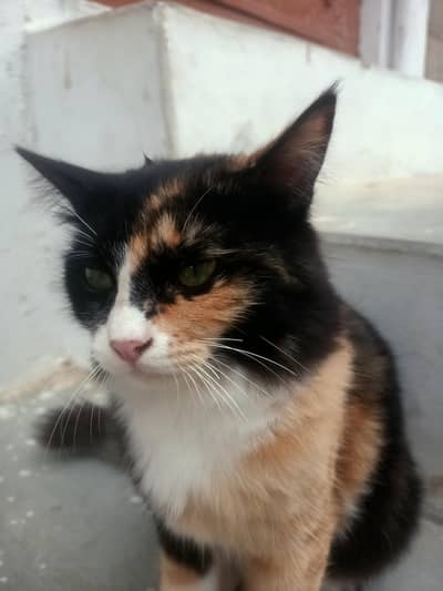 Persian cat for sale
