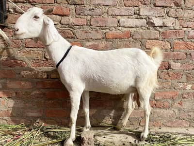 Bakri Rajanpuri Cross