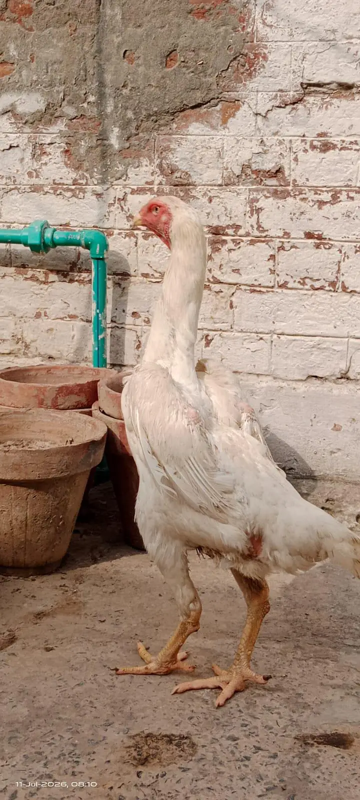 White King O Shamo Female