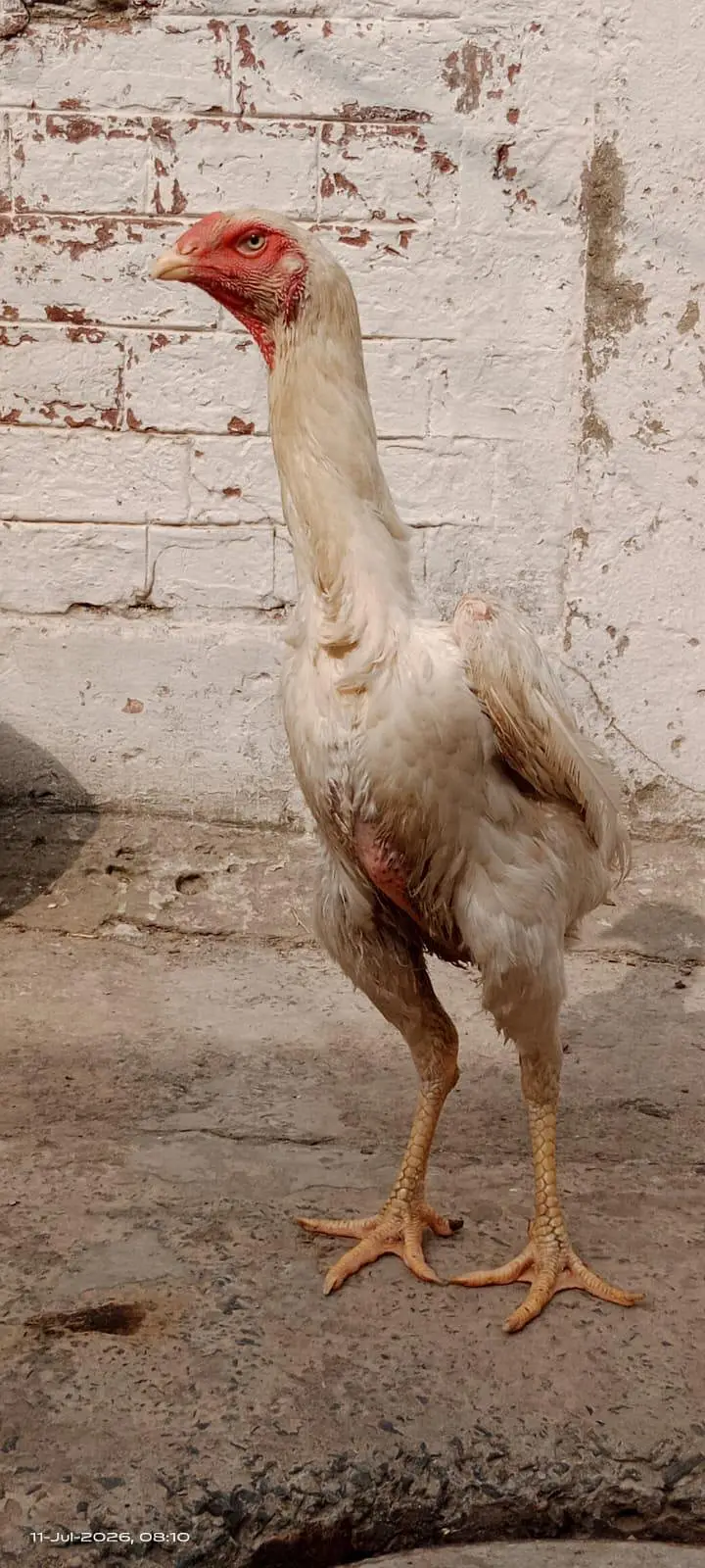 White King O Shamo Female — photo 2