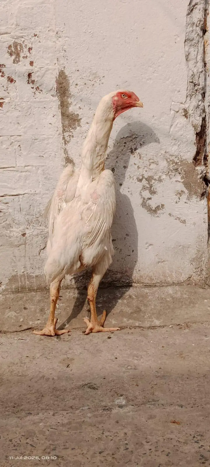 White King O Shamo Female — photo 4
