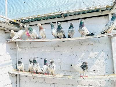 16 pigeon available  argent sale 1500 pr piece
