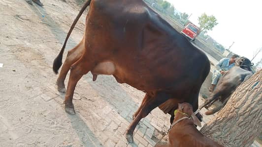 cow tazi sui cholistani cross  milk 14 kg packa. rabta. 03460561534.