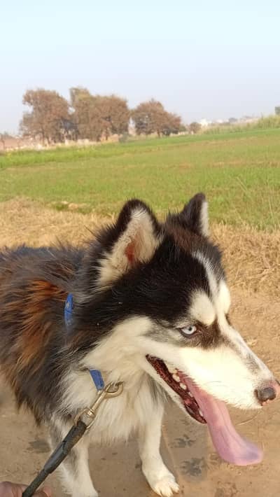 siberian husky