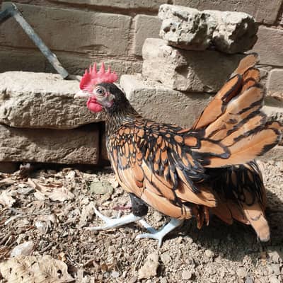 golden sebright male