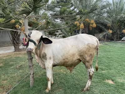 Kheeera bchda for sale
