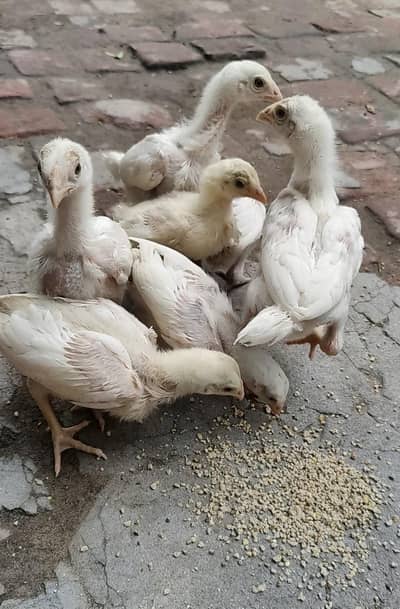 white aseel / black aseel chicks