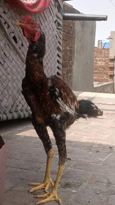 dasi aseel bird - healthy and active