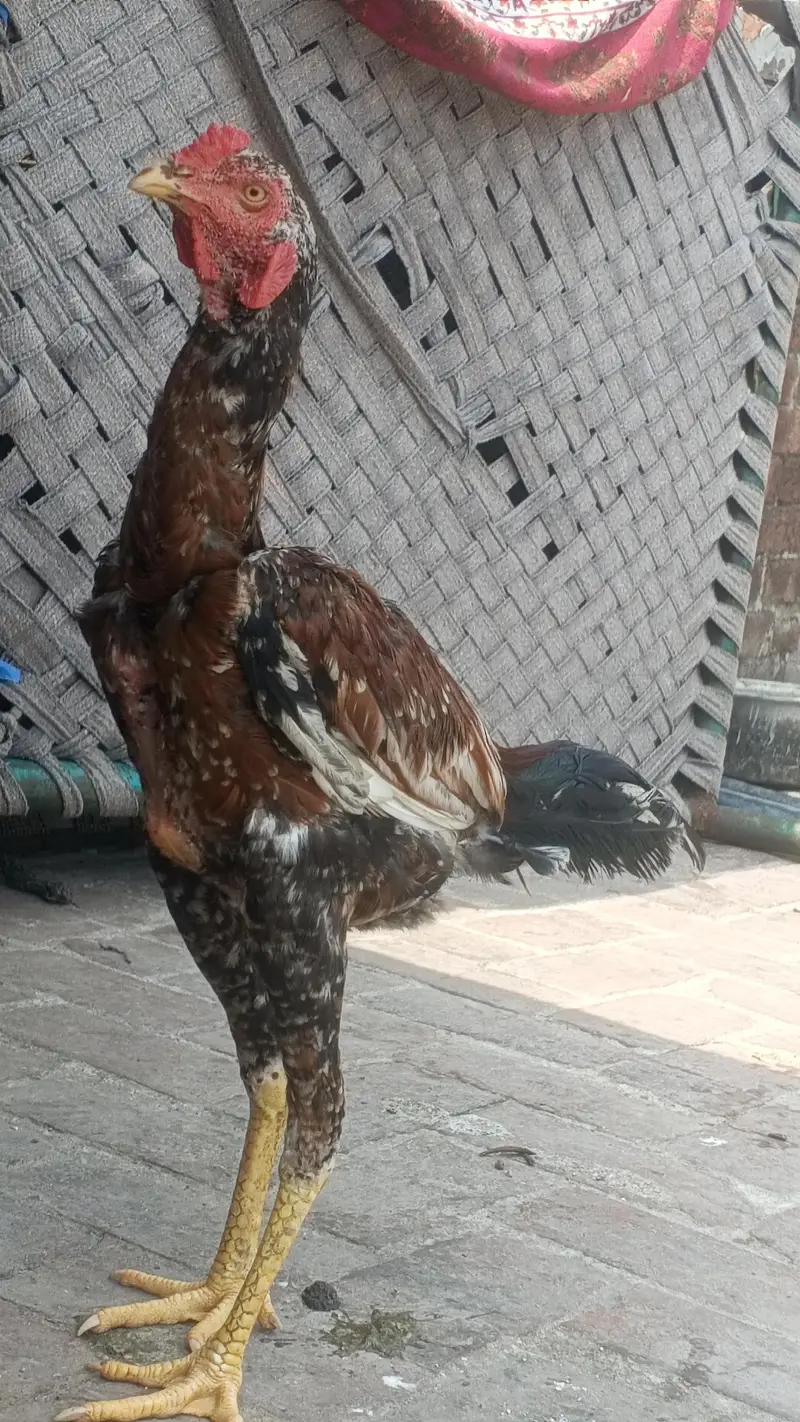 dasi aseel bird - healthy and active — photo 2