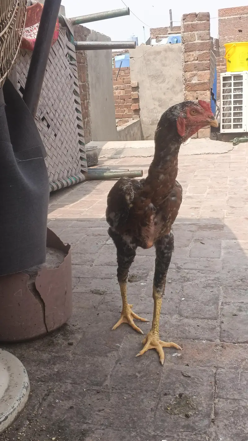 dasi aseel bird - healthy and active — photo 3