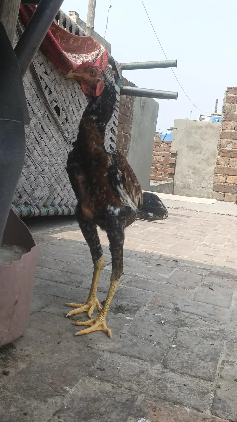 dasi aseel bird - healthy and active — photo 4